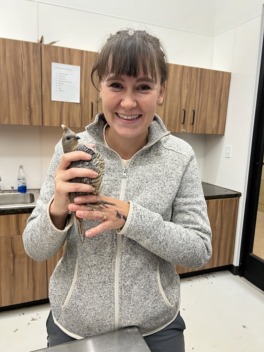 Scaled Quail - ML646873689