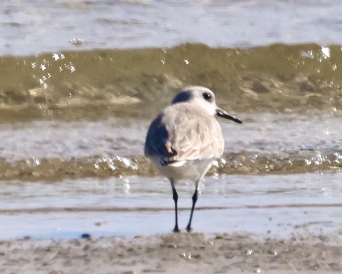 Sanderling - ML646873693