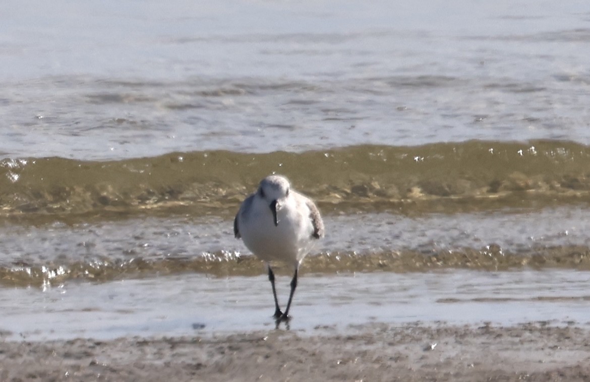 Sanderling - ML646873694