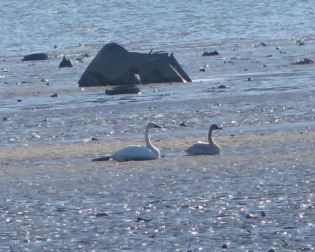 Cygne siffleur (columbianus) - ML646873696