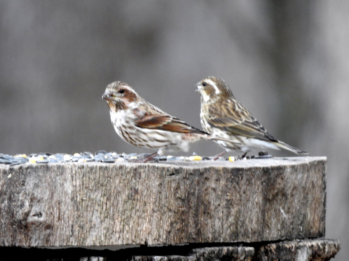 Purple Finch - ML646873698