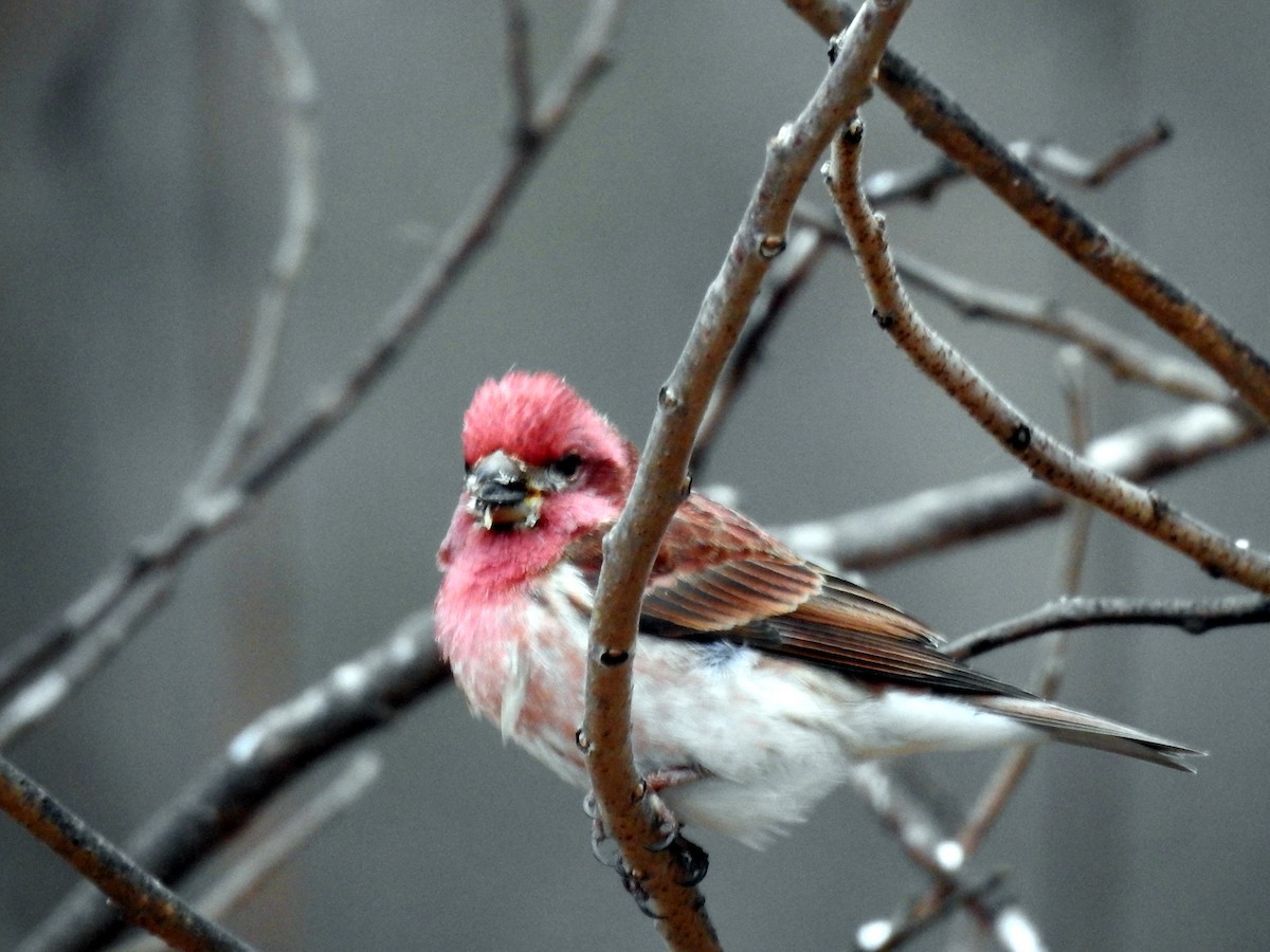 Purple Finch - ML646873699