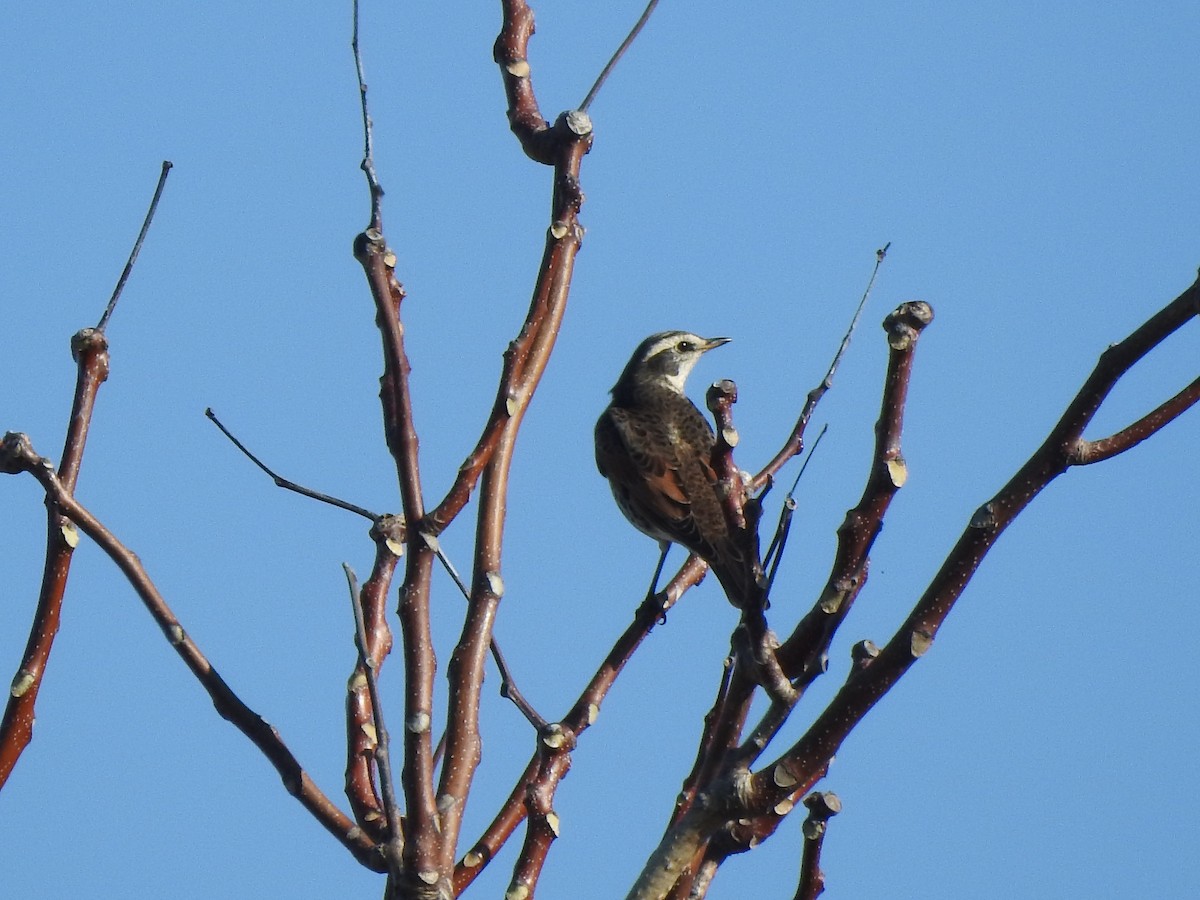 svartflekktrost - ML646873700