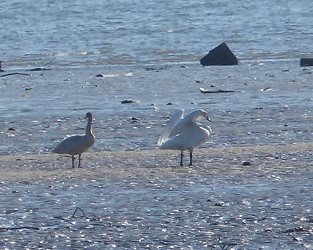 Cygne siffleur (columbianus) - ML646873701