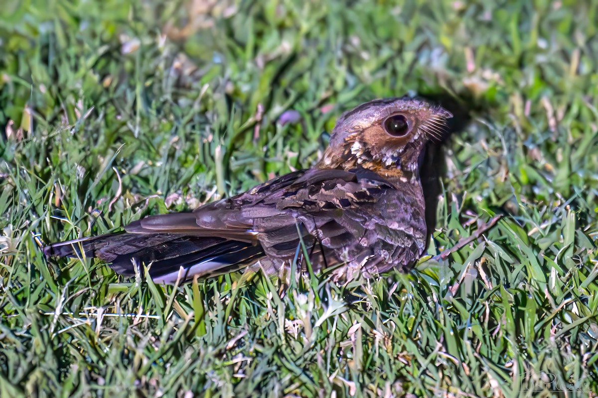 Дрімлюга міомбовий [група pectoralis] - ML646873704