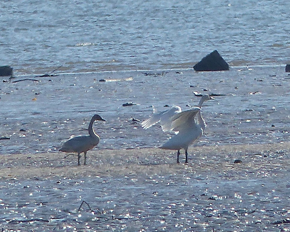 Cygne siffleur (columbianus) - ML646873706
