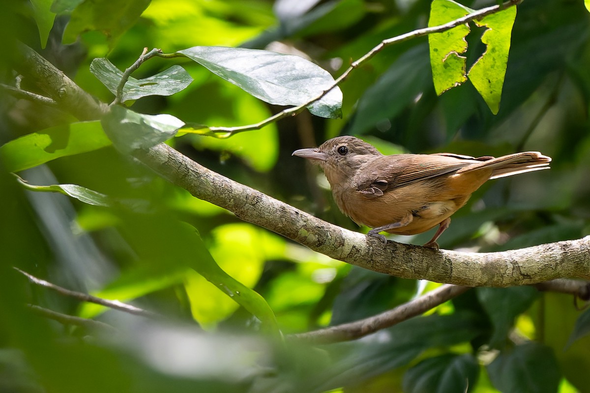 Little Shrikethrush (Rufous) - ML646873707