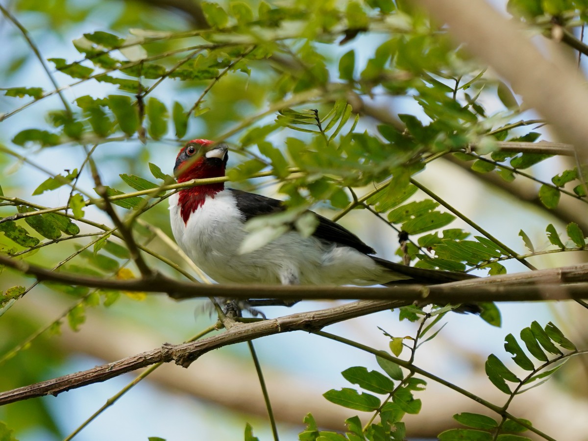 Masked Cardinal - ML646873709
