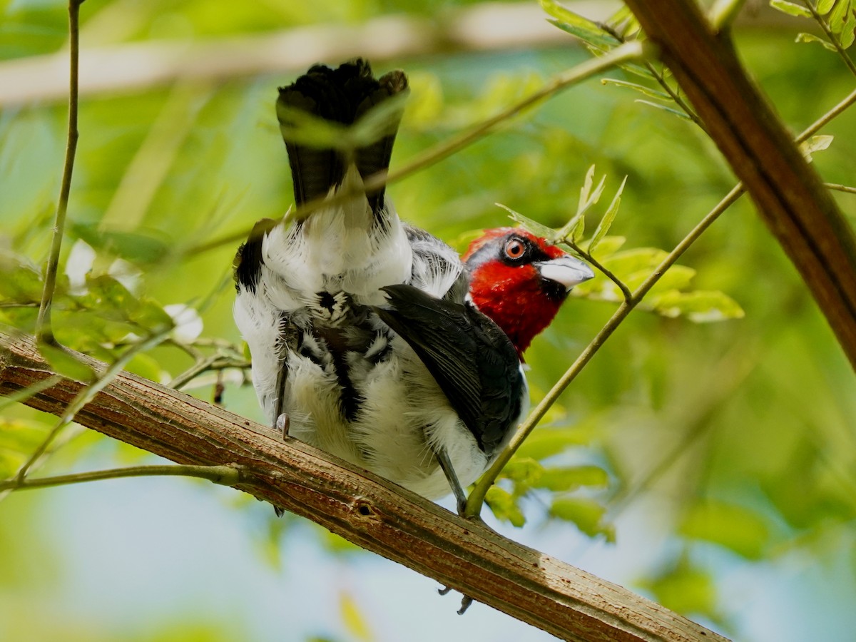 Masked Cardinal - ML646873710