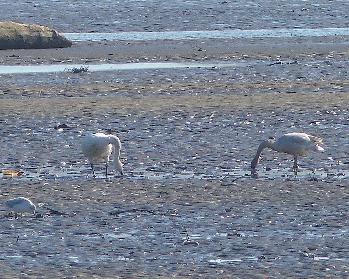 Cygne siffleur (columbianus) - ML646873715