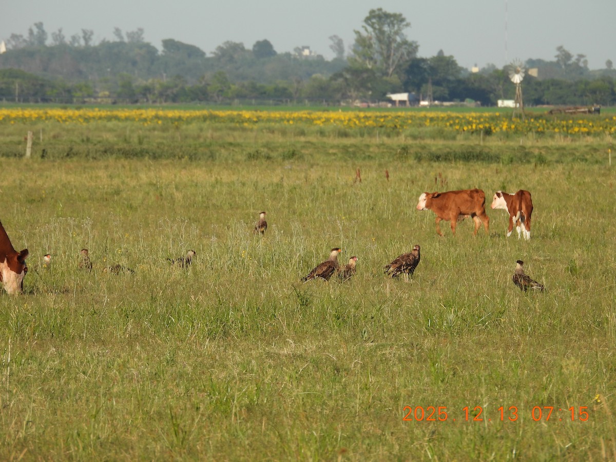 Crested Caracara - ML646873716