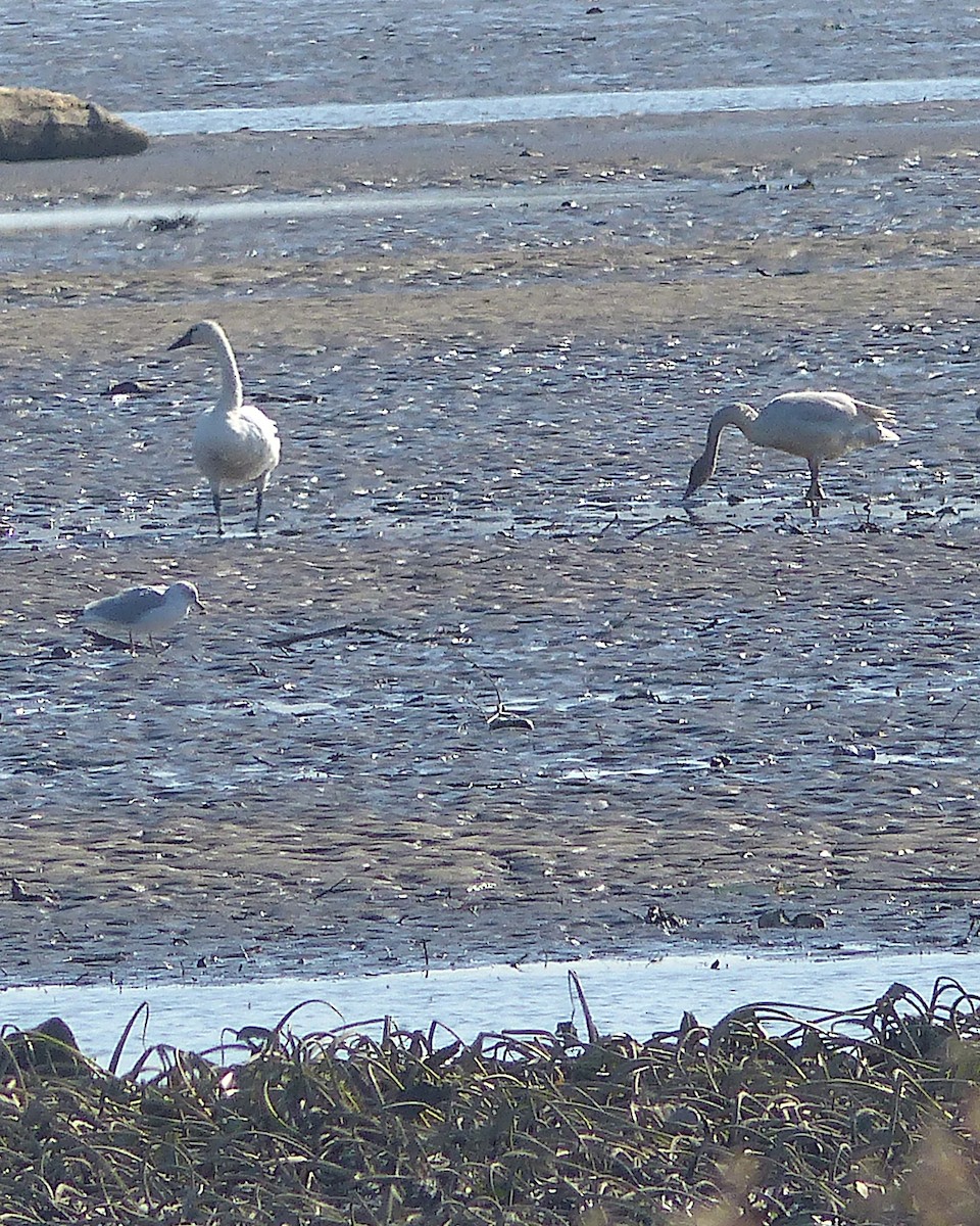 Cygne siffleur (columbianus) - ML646873721