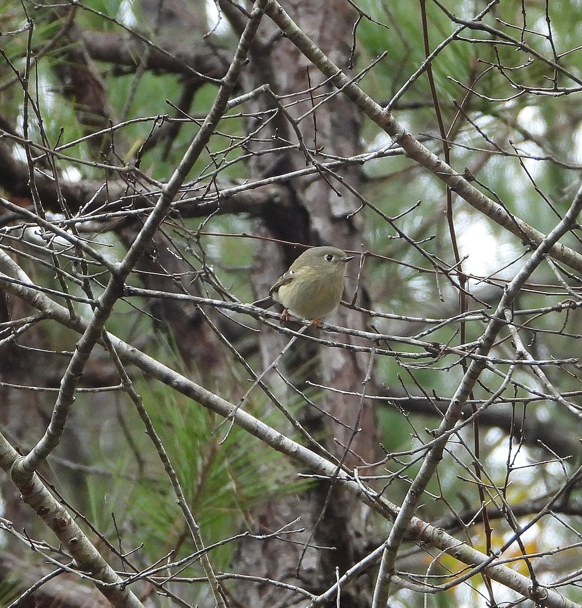 Ruby-crowned Kinglet - ML646873726