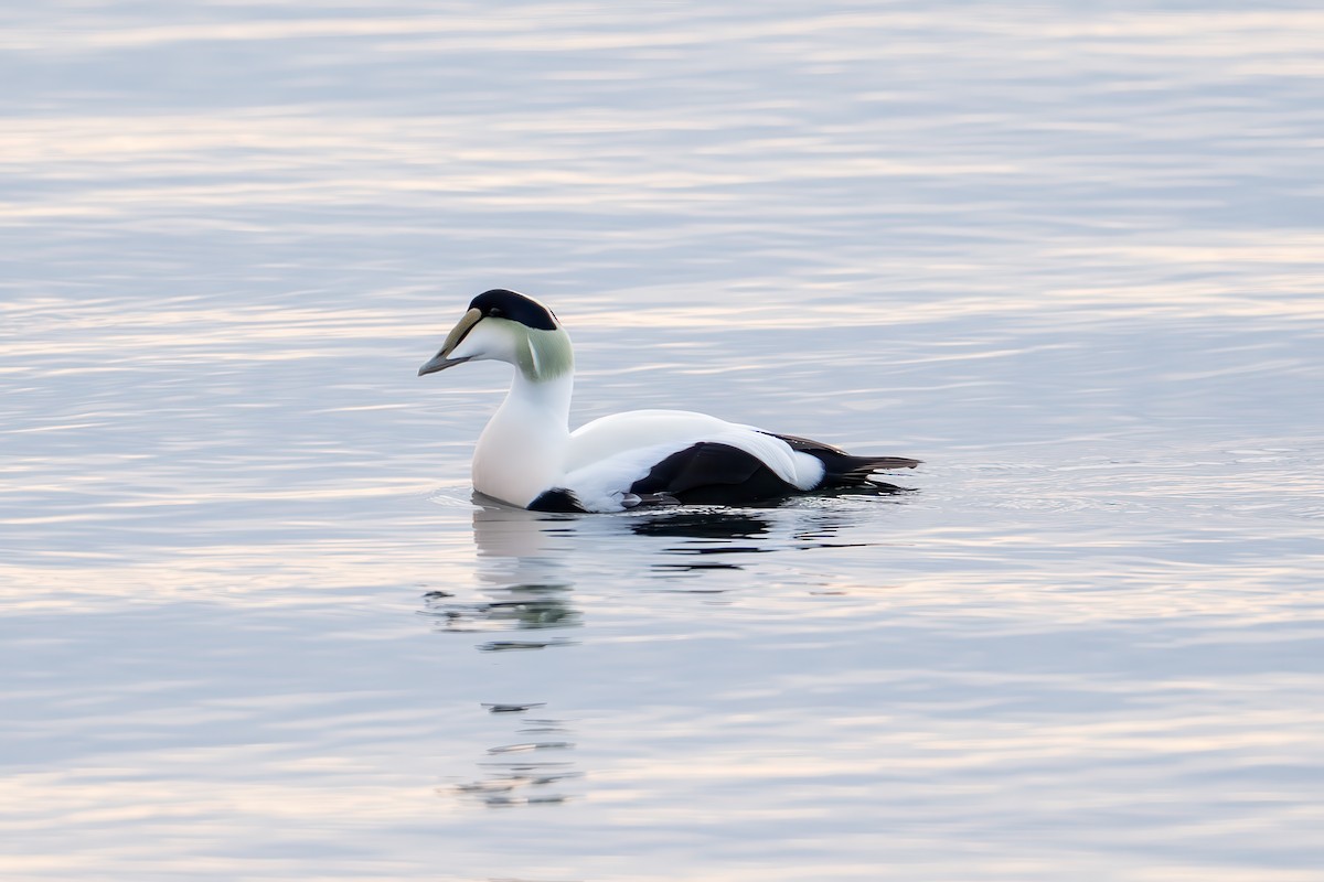 ærfugl - ML646873727