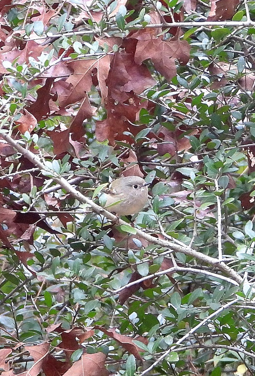 Ruby-crowned Kinglet - ML646873729