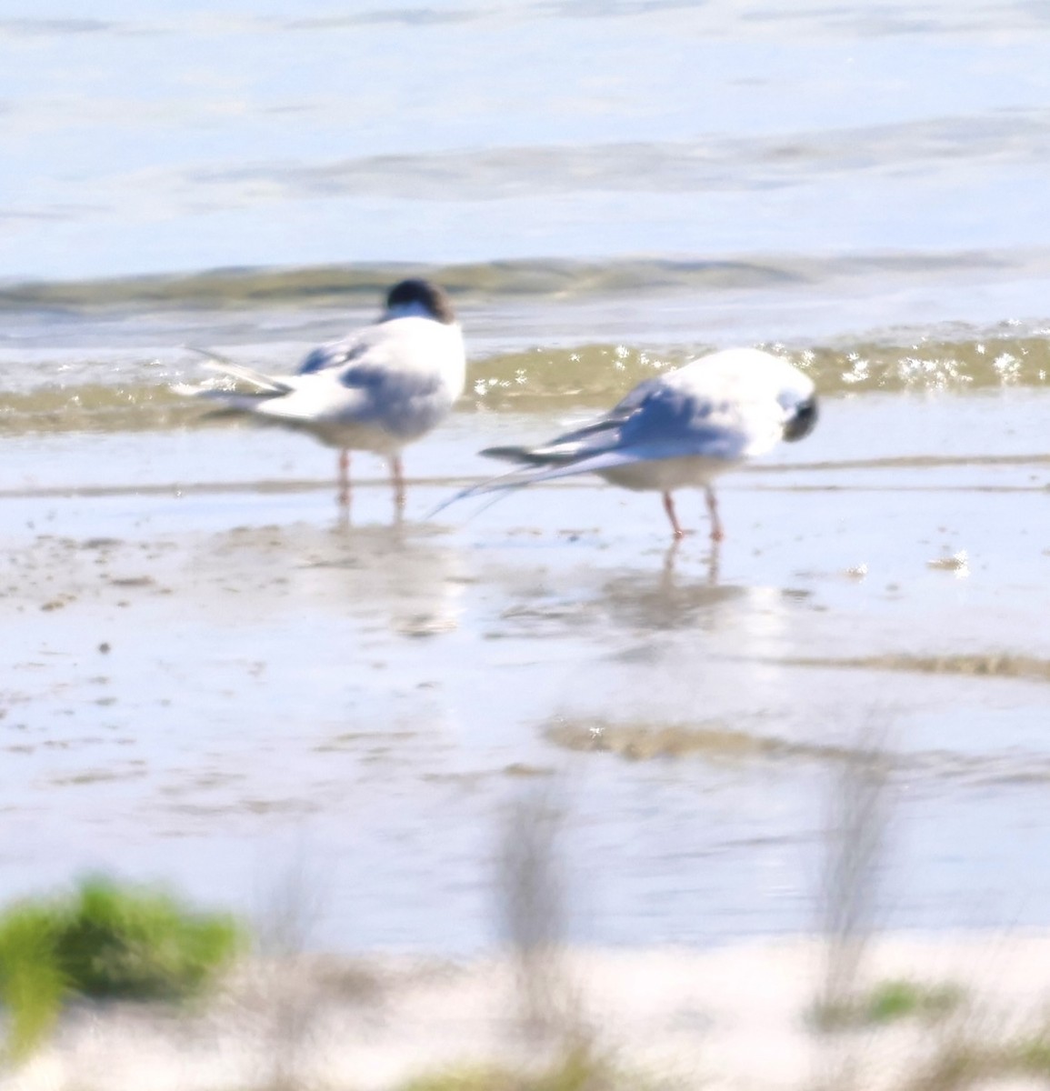 Forster's Tern - ML646873731