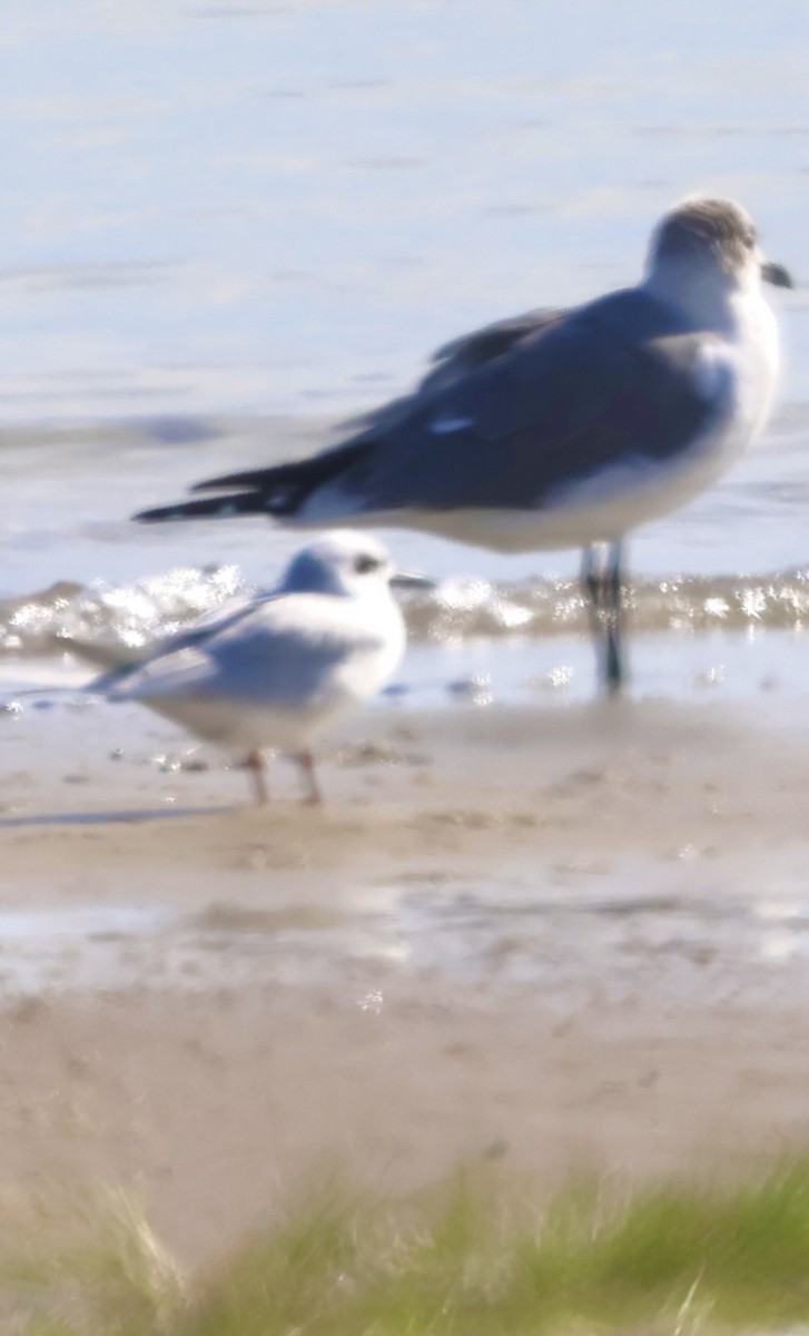 Forster's Tern - ML646873732