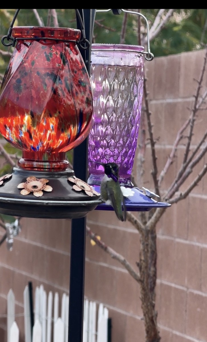 Costa's Hummingbird - ML646873734