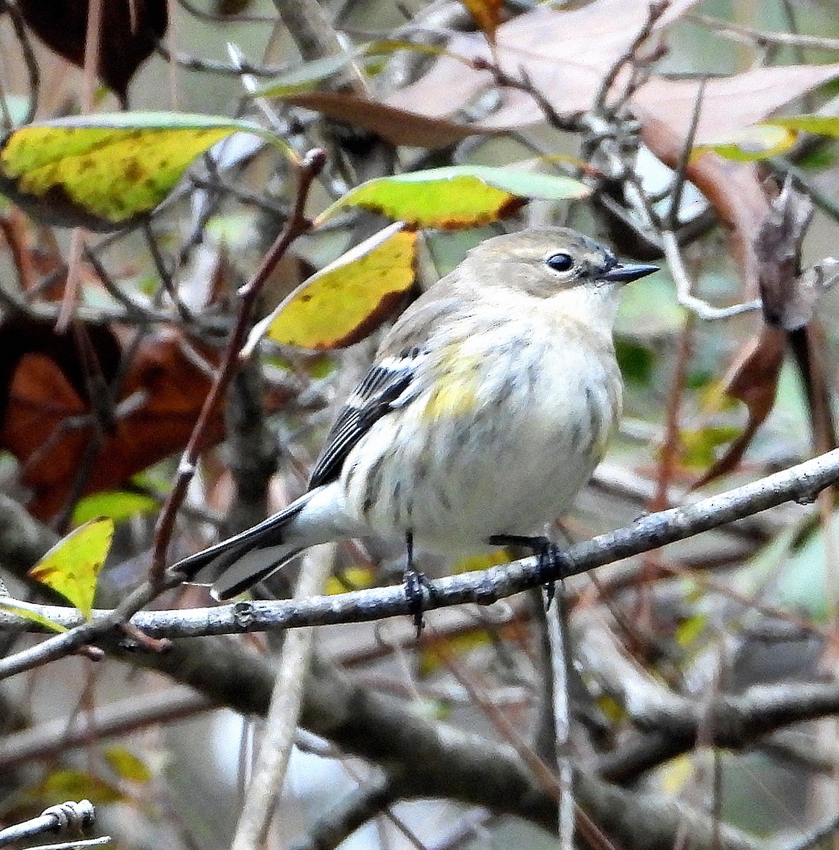 Yellow-rumped Warbler - ML646873735