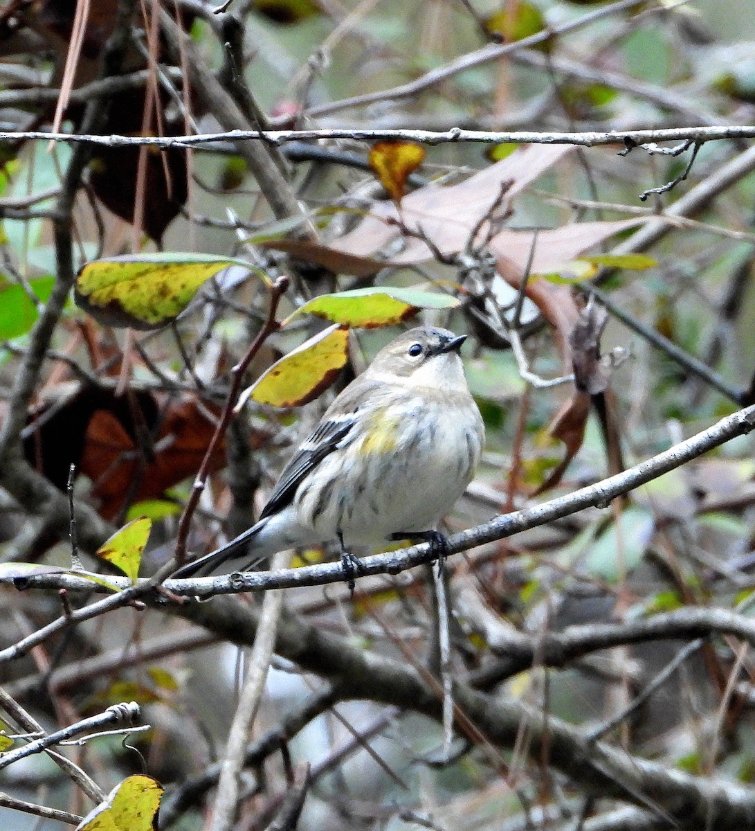 Yellow-rumped Warbler - ML646873741
