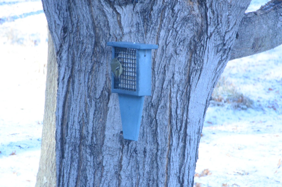 Ruby-crowned Kinglet - ML646873745