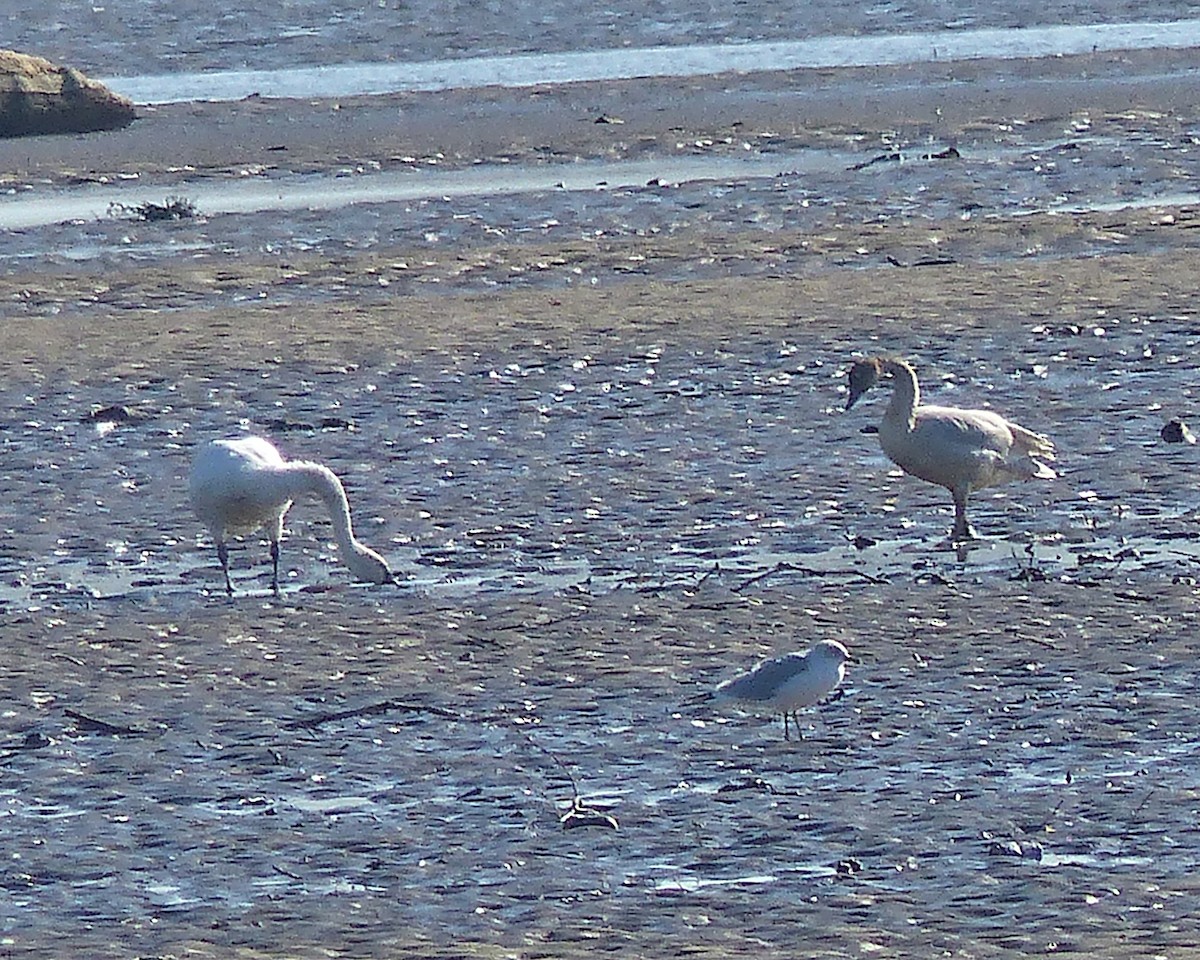 Cygne siffleur (columbianus) - ML646873749