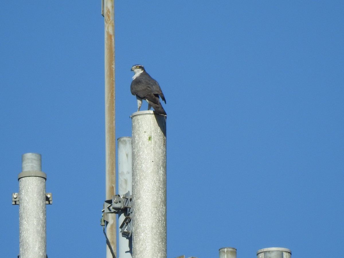 Тетеревятник - ML646873760