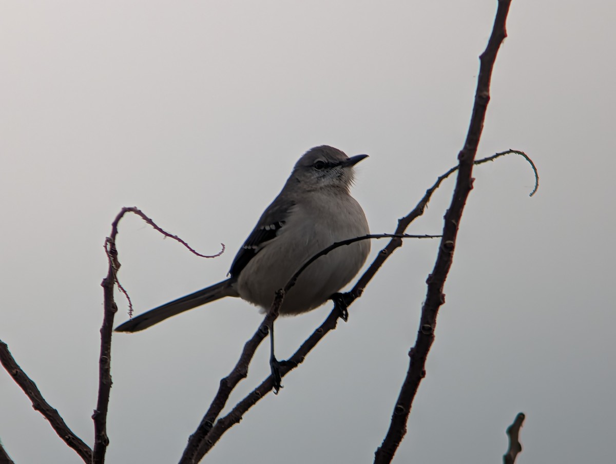 Northern Mockingbird - ML646873761