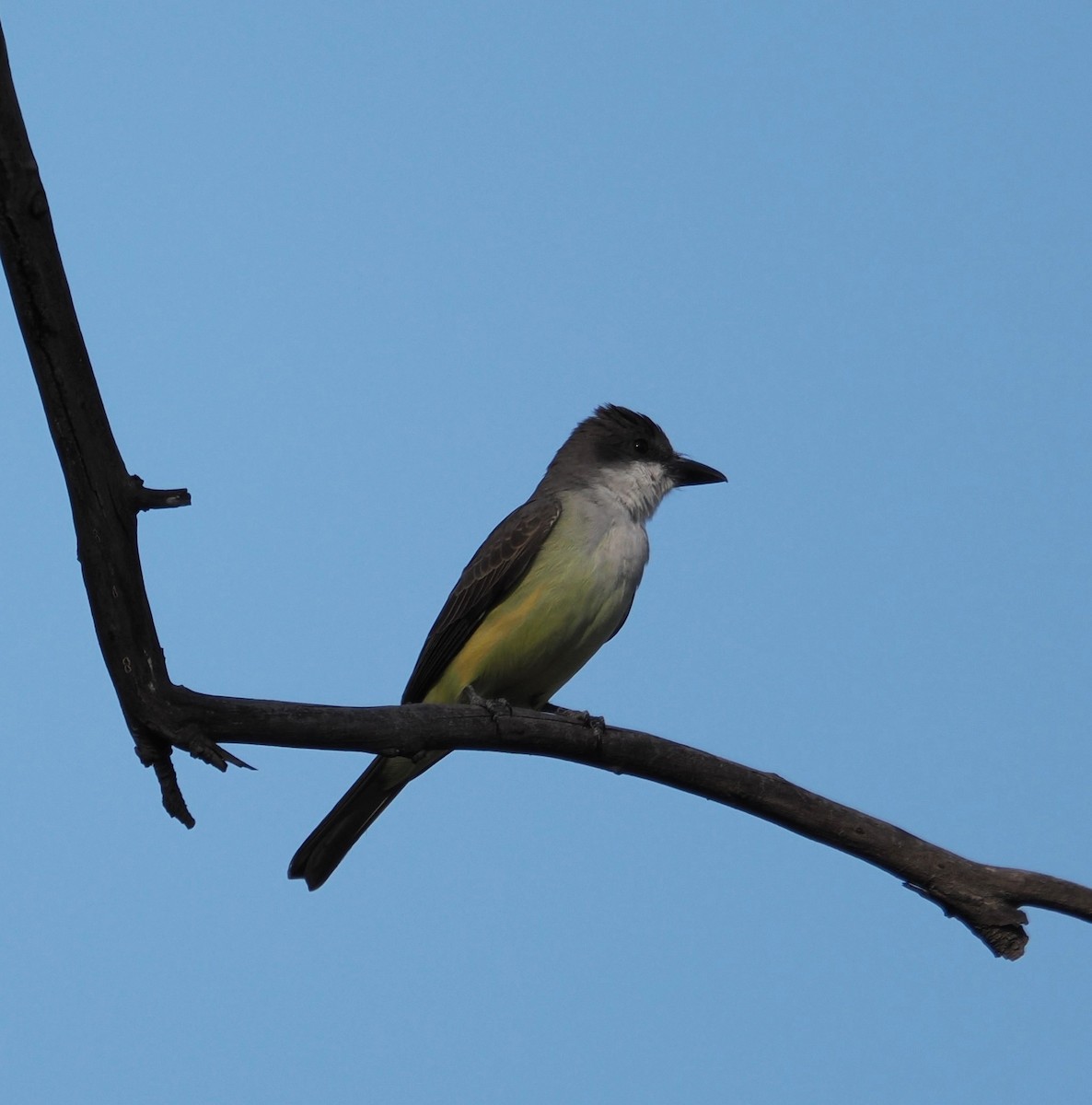 Thick-billed Kingbird - ML646873770