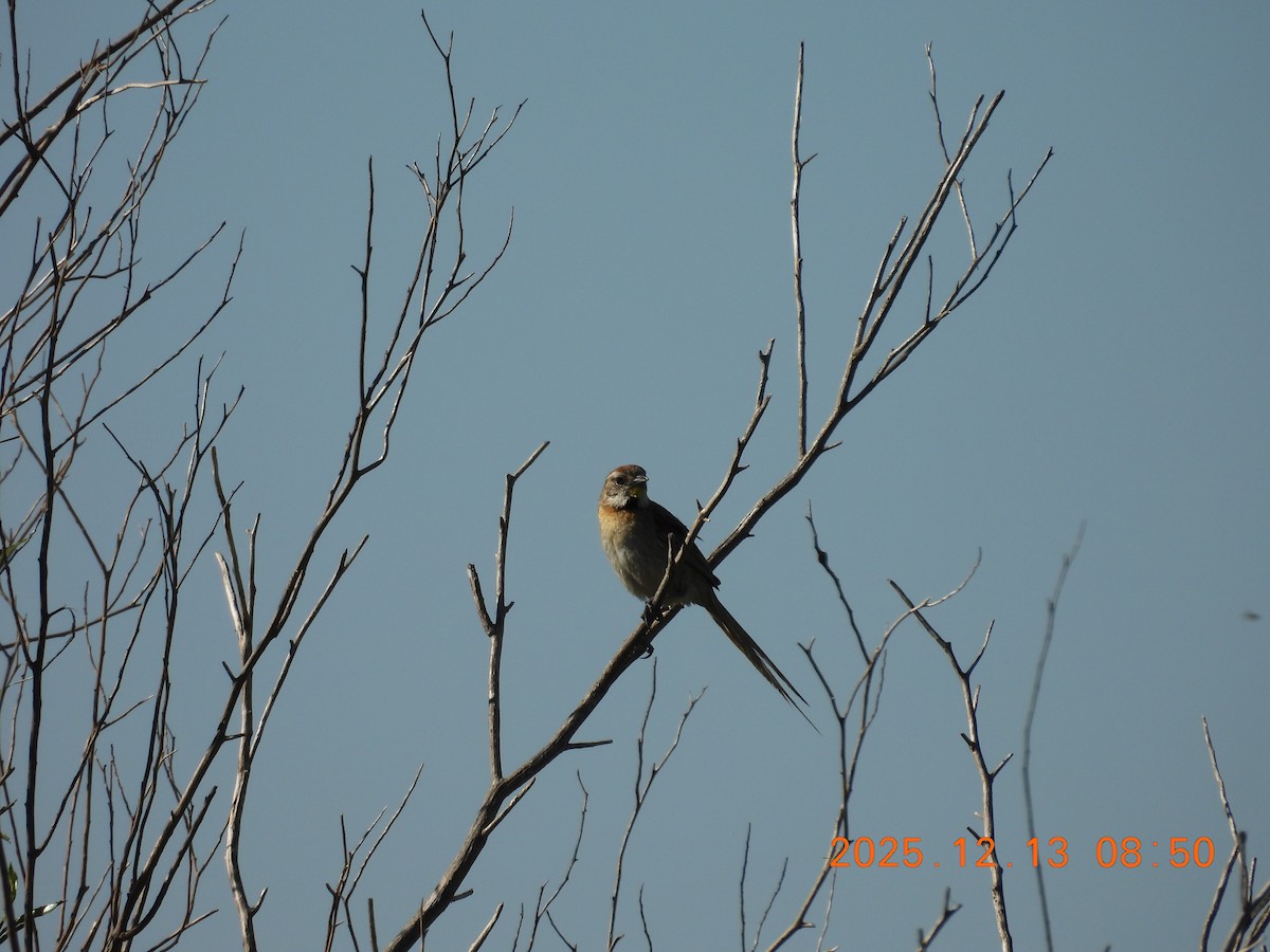 Chotoy Spinetail - ML646873773