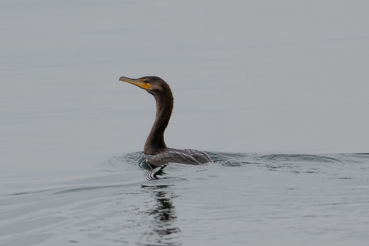 Double-crested Cormorant - ML646873777