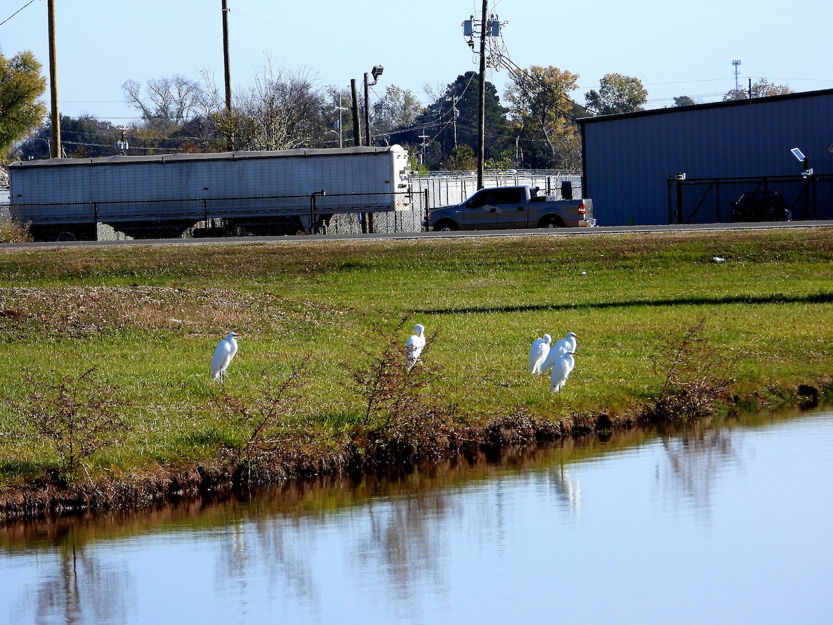 Great Egret - ML646873778