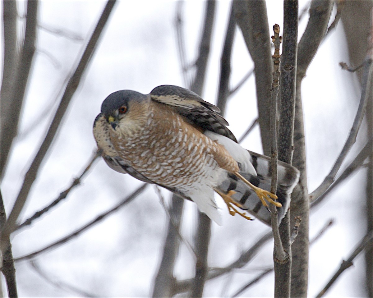 Sharp-shinned Hawk - ML646873790