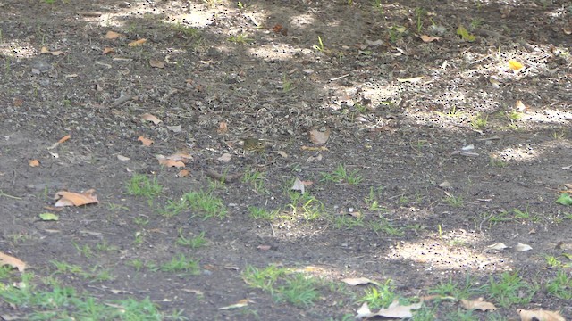 Olive-backed Pipit - ML646873791