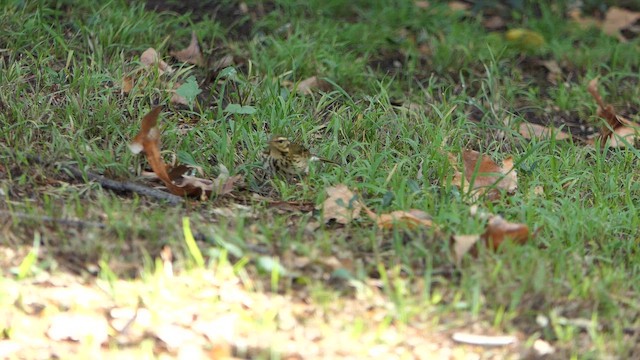 Olive-backed Pipit - ML646873793