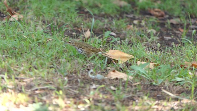 Olive-backed Pipit - ML646873794