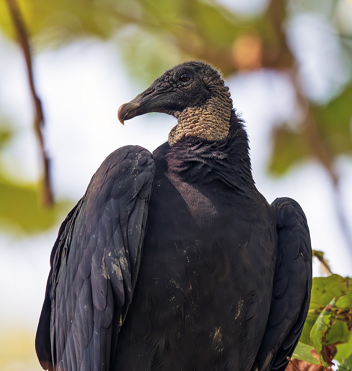 Чёрная катарта - ML646873795