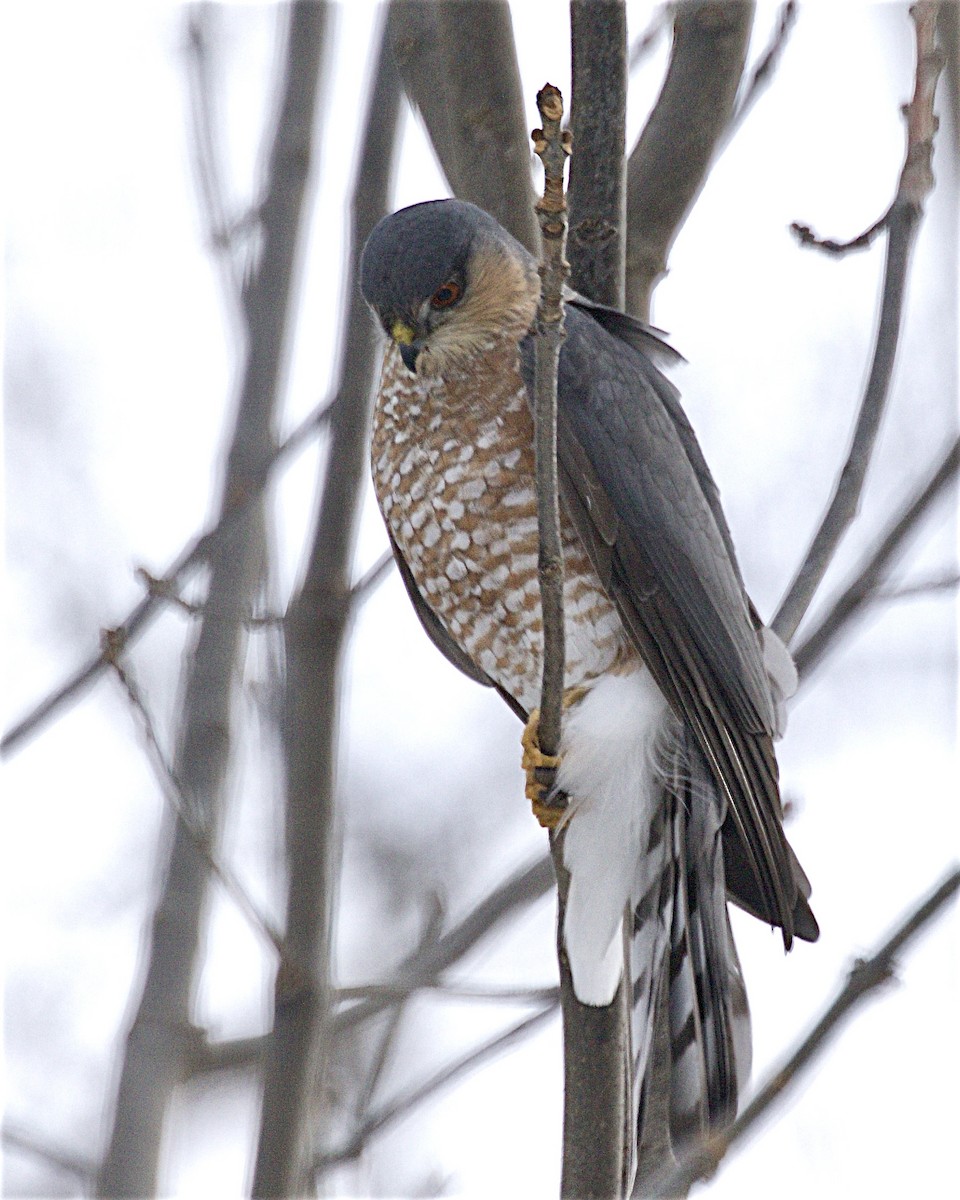 Sharp-shinned Hawk - ML646873800