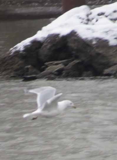 gull sp. - ML646873801