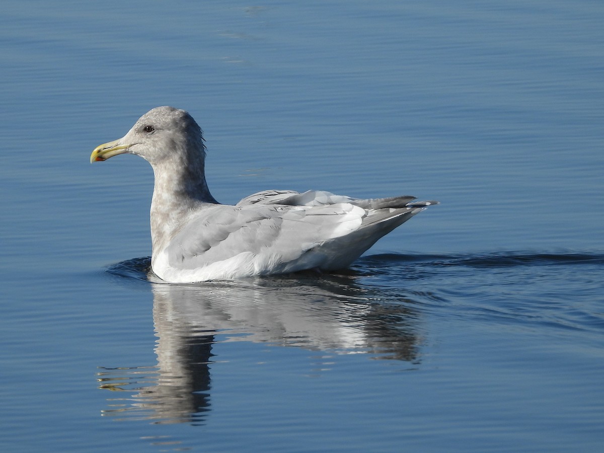 Gaviota de Bering - ML646873809