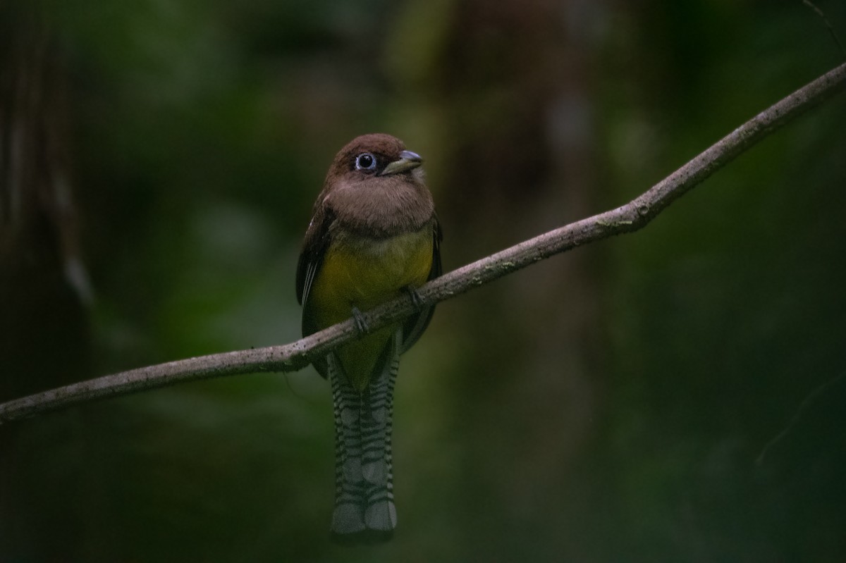 Trogon de Cabanis - ML646873813
