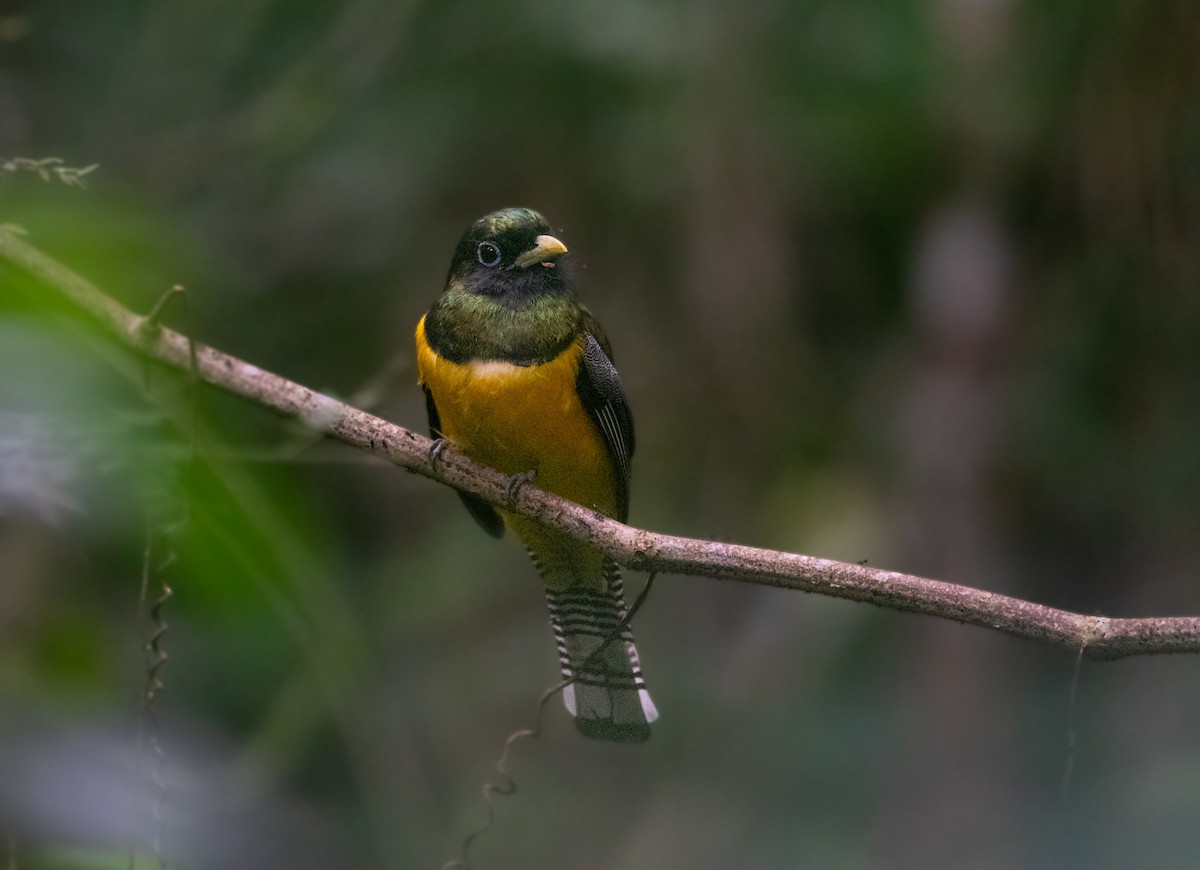 Trogon de Cabanis - ML646873814