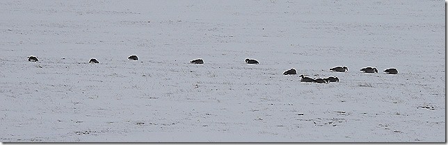 Canada Goose - ML646873816