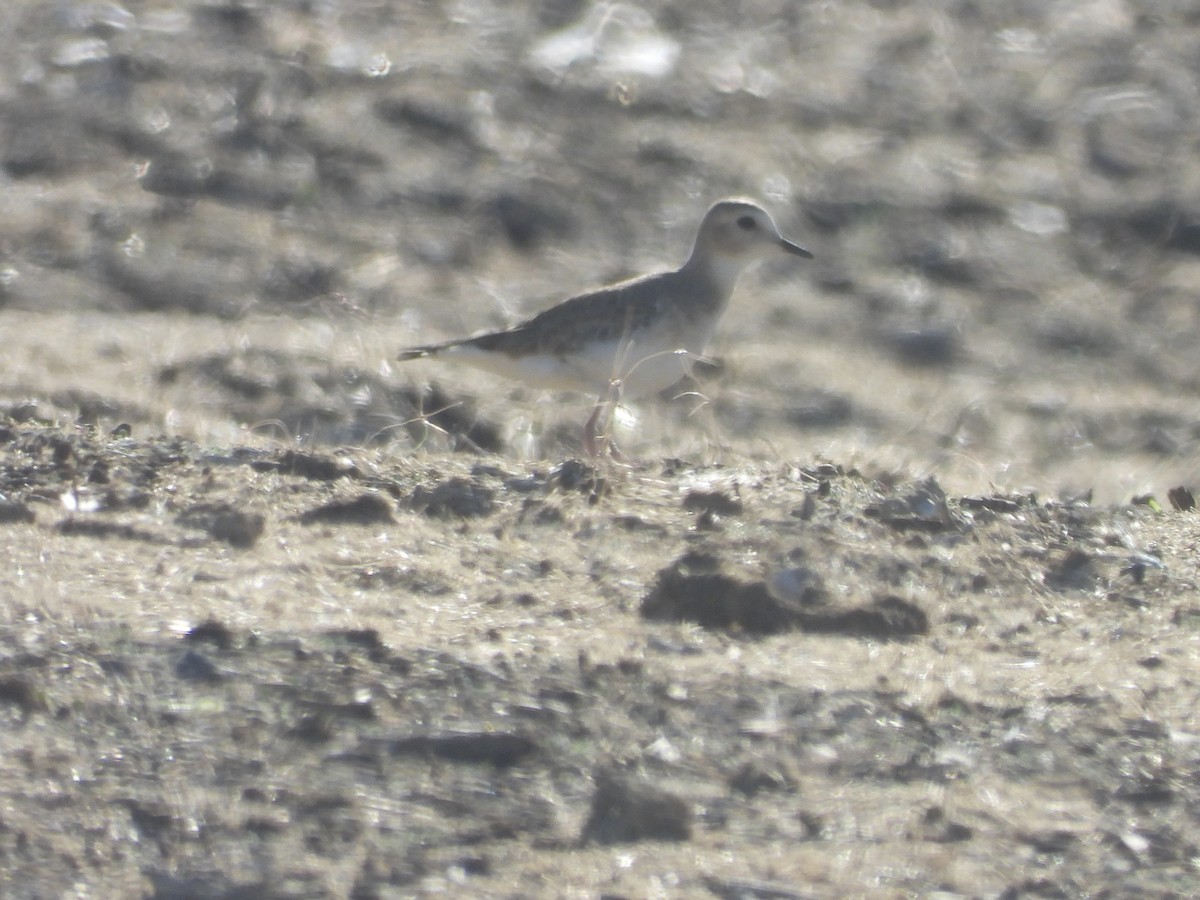 Mountain Plover - ML646873818