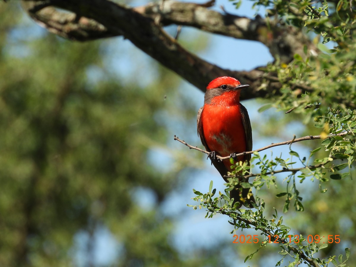 Vermilion Flycatcher - ML646873819