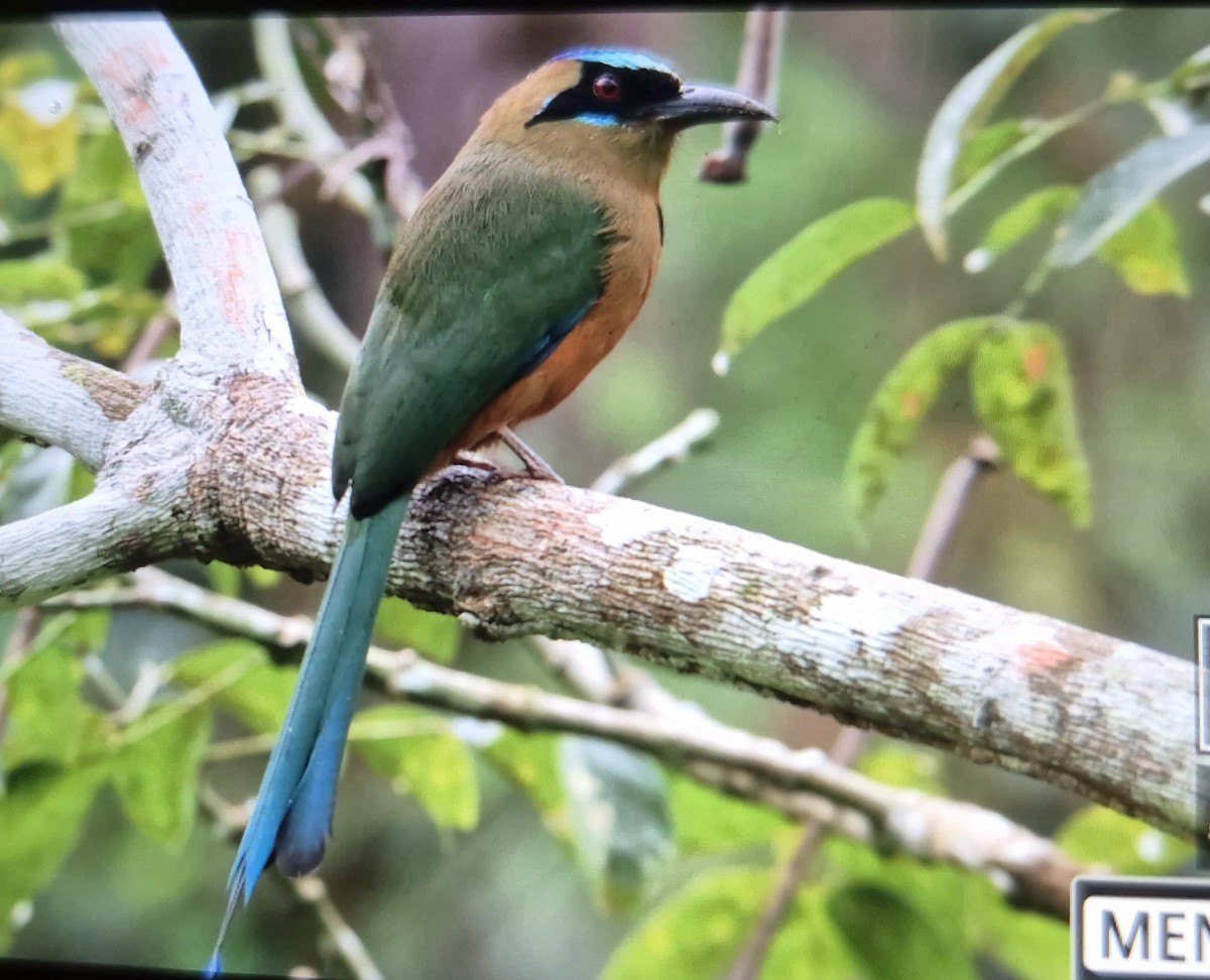 Whooping Motmot - ML646873820