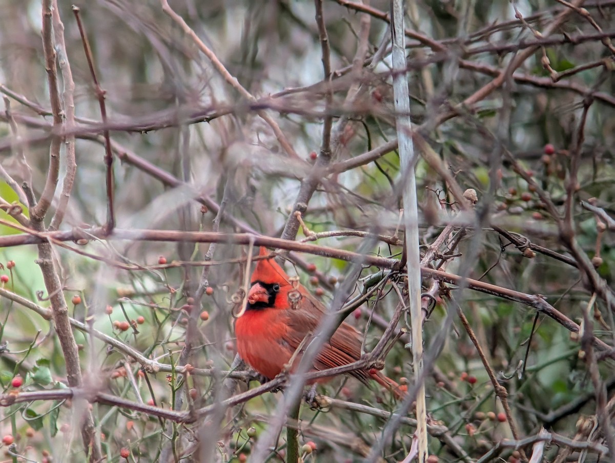 Northern Cardinal - ML646873821