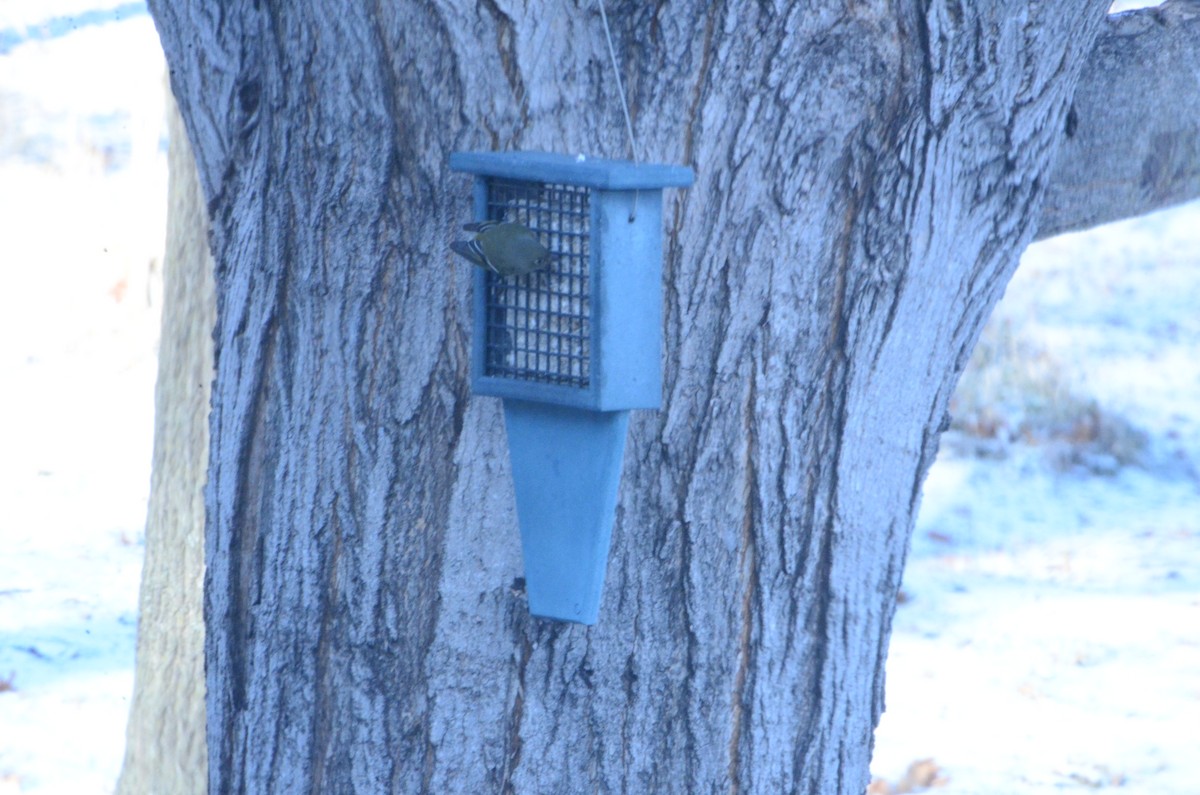 Ruby-crowned Kinglet - ML646873822
