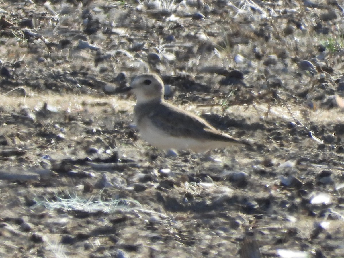 Mountain Plover - ML646873824