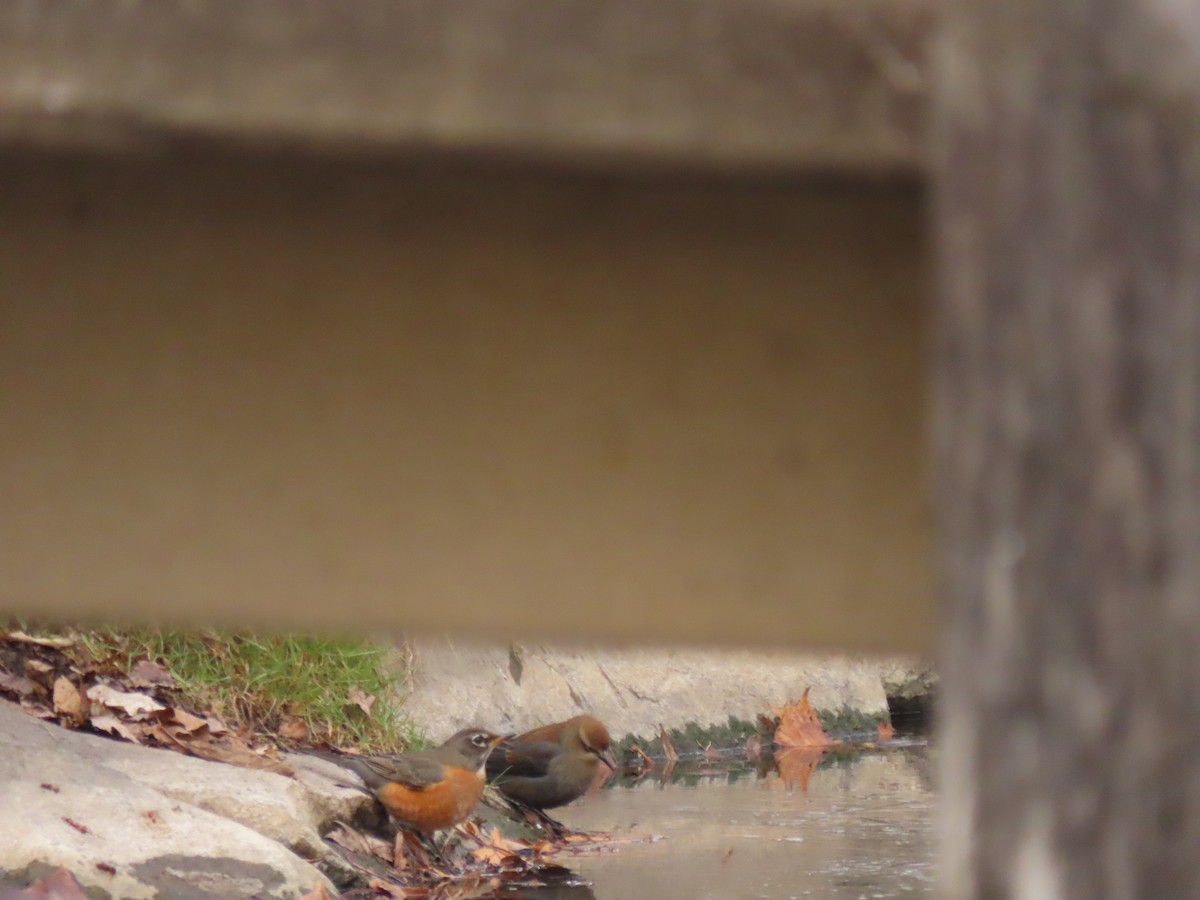 Rusty Blackbird - ML646873827